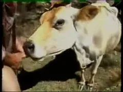 คลิปโป๊ในตำนาน คนเย็ดหีวัว หนุ่มฝรั่งให้งัวเลียควยเสร็จ จับหางยกกระเด้ารูหีโคตัวเมียไม่ยั้